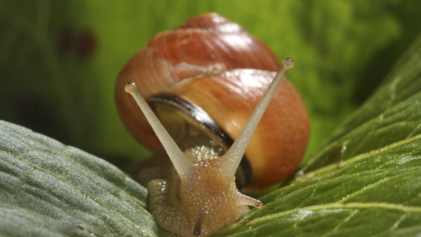 Foto: picture-alliance / Reportdienste, H. Bellmann/F. Hecker Die Tierdocs: Schnecke ist immer schnell weg (Foto: picture-alliance / Reportdienste, H. Bellmann/F. Hecker)