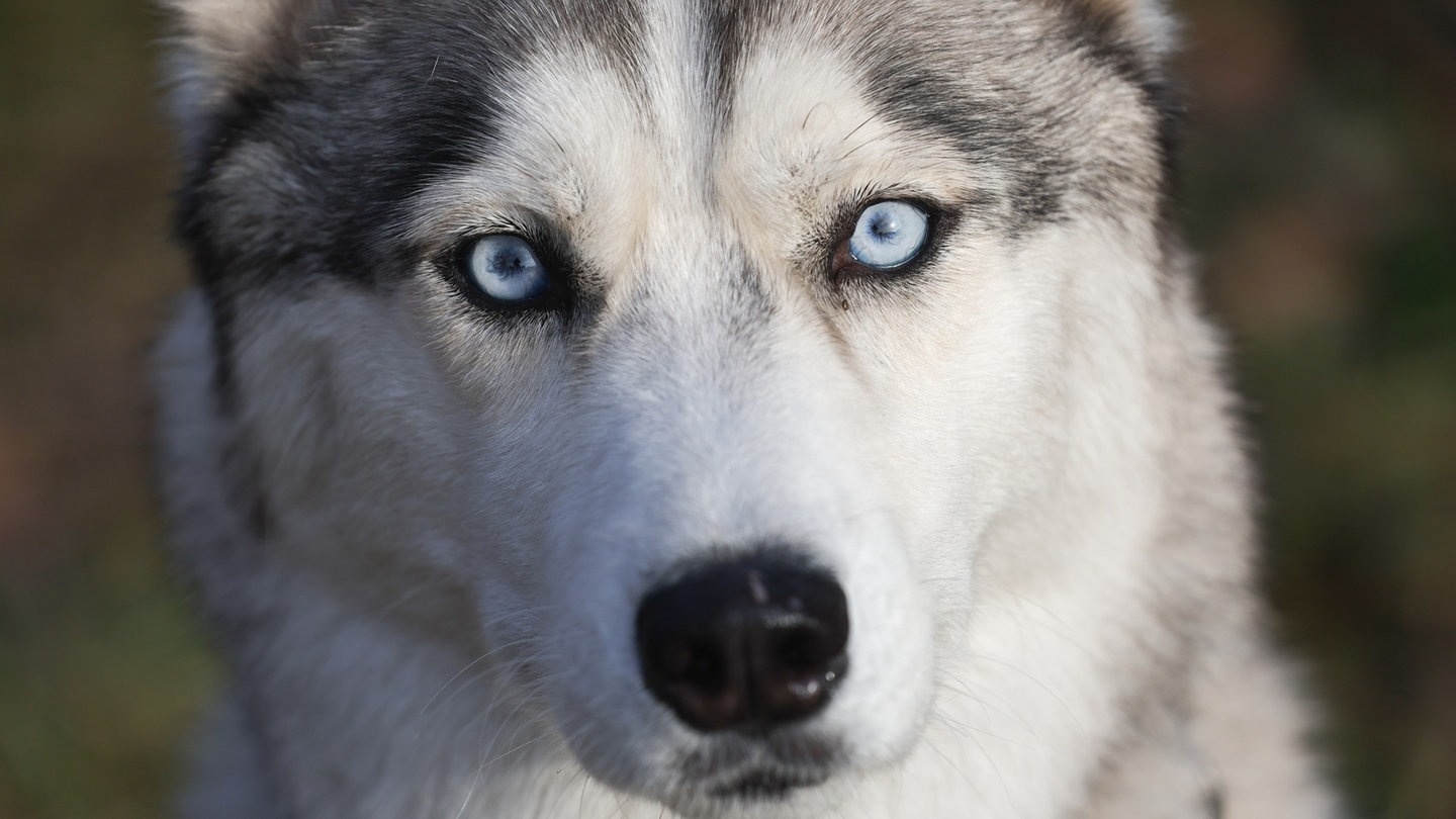 Foto: picture-alliance / Reportdienste, Picture Alliance Wolf (Foto: picture-alliance / Reportdienste, Picture Alliance)