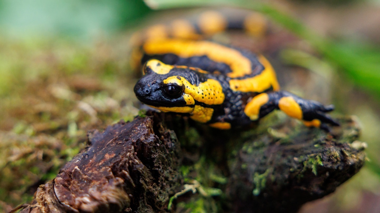 Foto: picture-alliance / Reportdienste, Picture Alliance Salamander (Foto: picture-alliance / Reportdienste, Picture Alliance)