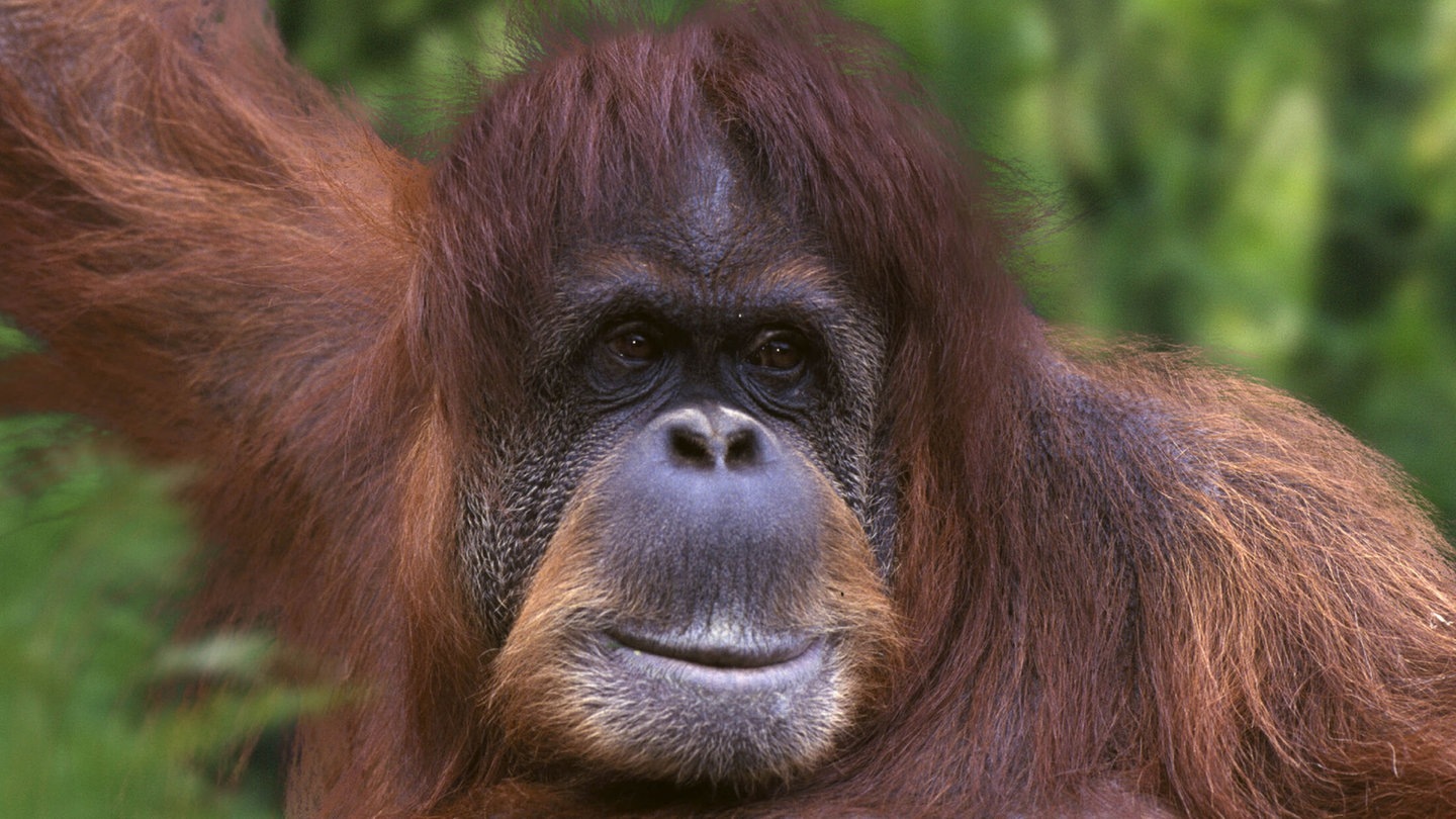 Foto: picture-alliance / Reportdienste, Petra Wegner Die Tierdocs: Orang Utan riecht komisch (Foto: picture-alliance / Reportdienste, Petra Wegner)