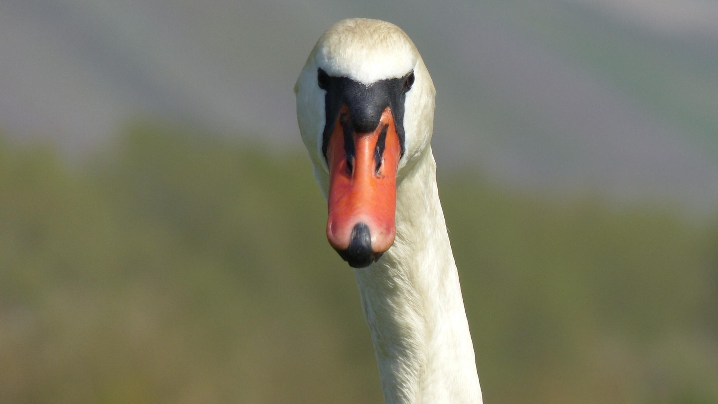 Foto: picture-alliance / Reportdienste, Silke Rottleb Die Tierdocs: Schwan ist dramatisch (Foto: picture-alliance / Reportdienste, Silke Rottleb)
