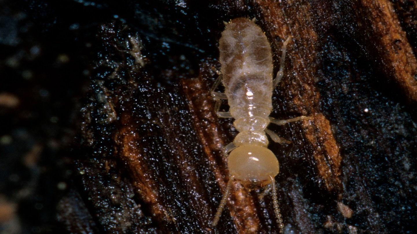 Foto: picture-alliance / Reportdienste, B. Borrell Casals/FLPA Die Tierdocs: Termite frisst Holzmöbel (Foto: picture-alliance / Reportdienste, B. Borrell Casals/FLPA)