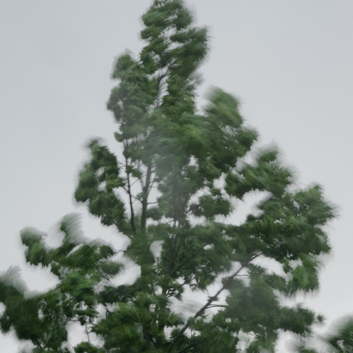O Tannenbaum, wo sind deine Blätter?
