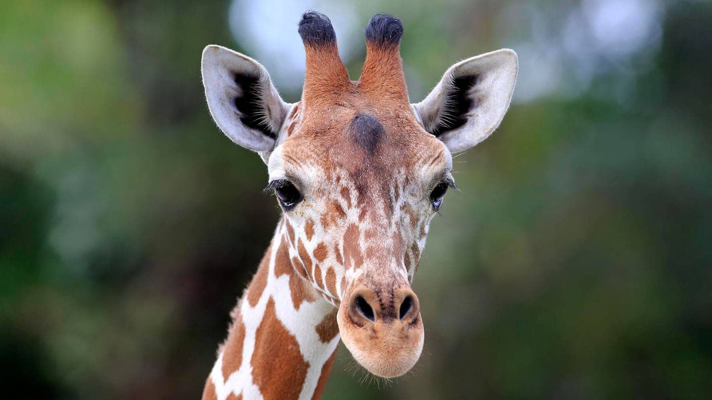 Die Tierdocs: Giraffe schreit (Foto: picture-alliance / Reportdienste, Jürgen & Christine Sohns)