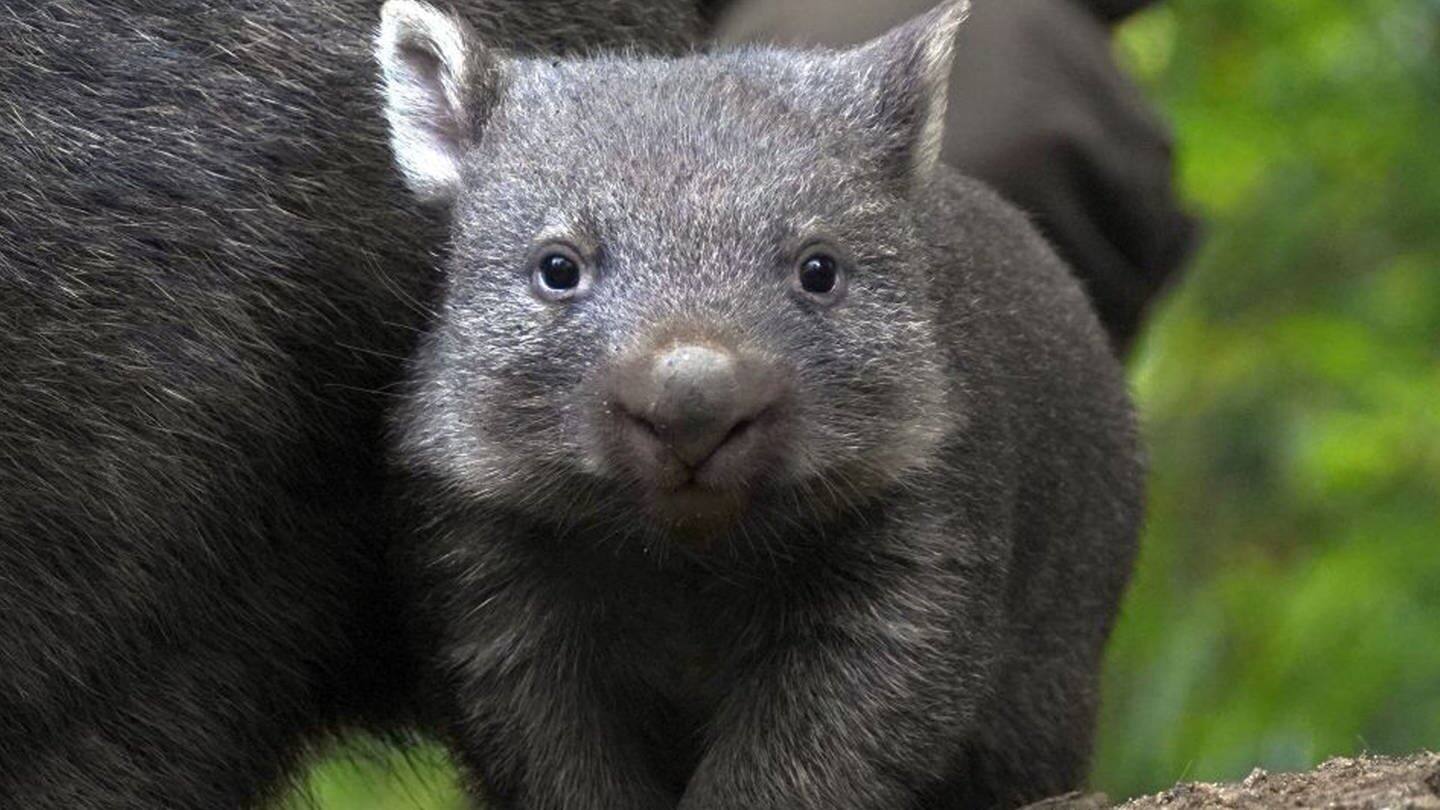Die Tierdocs: Wombat hat würfelförmige Hinterlassenschaften (Foto: picture-alliance / Reportdienste, Yvonne Riedelt)