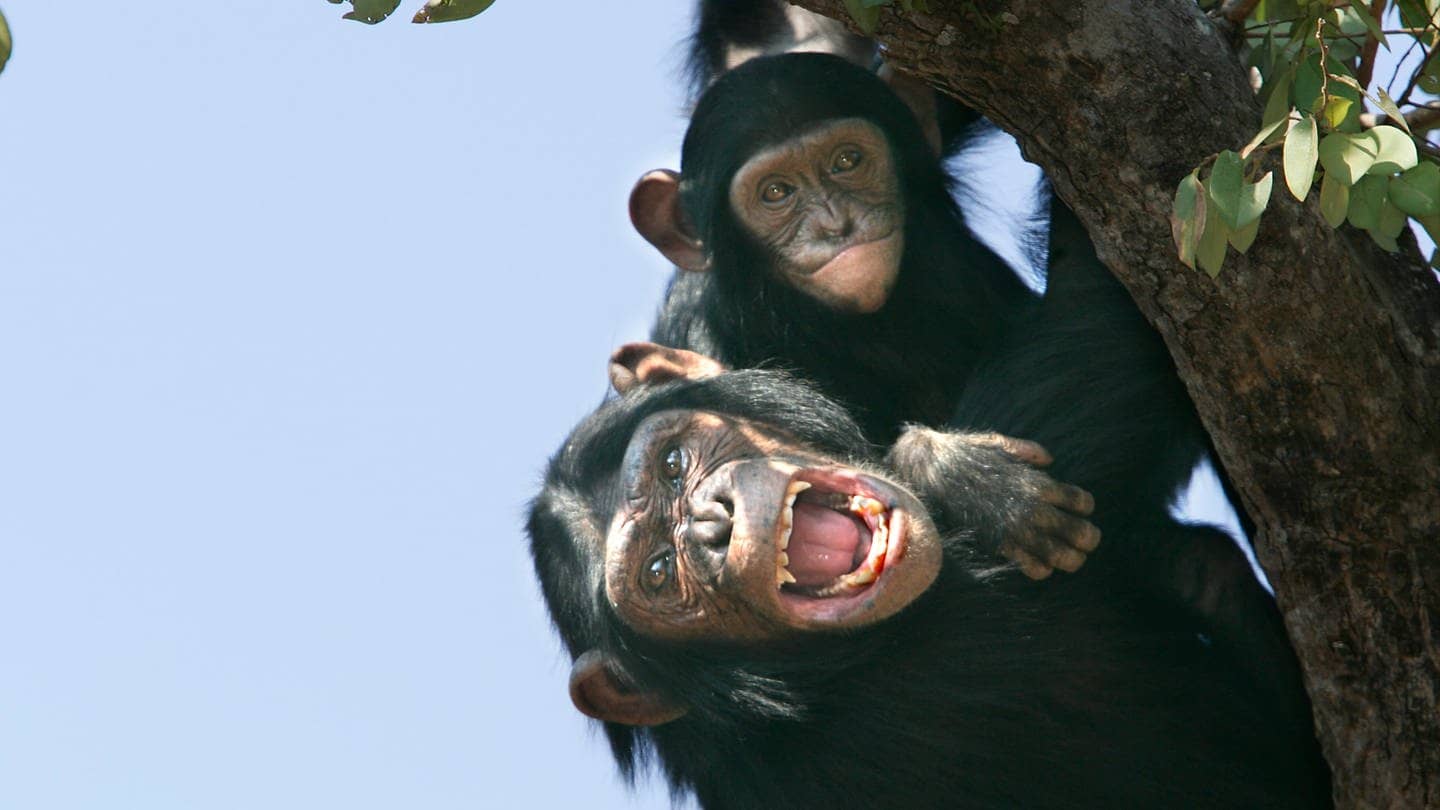 Schimpanse (Foto: picture-alliance / Reportdienste, Picture Alliance)