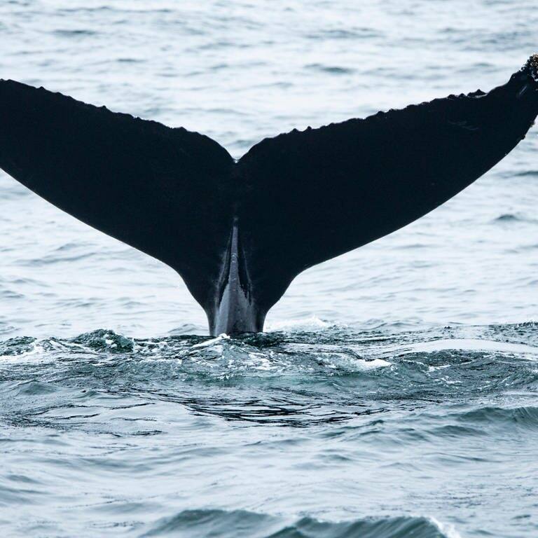 Die Tierdocs: Wal will nicht ins Meer (Foto: picture-alliance / Reportdienste, Marty Bicek)