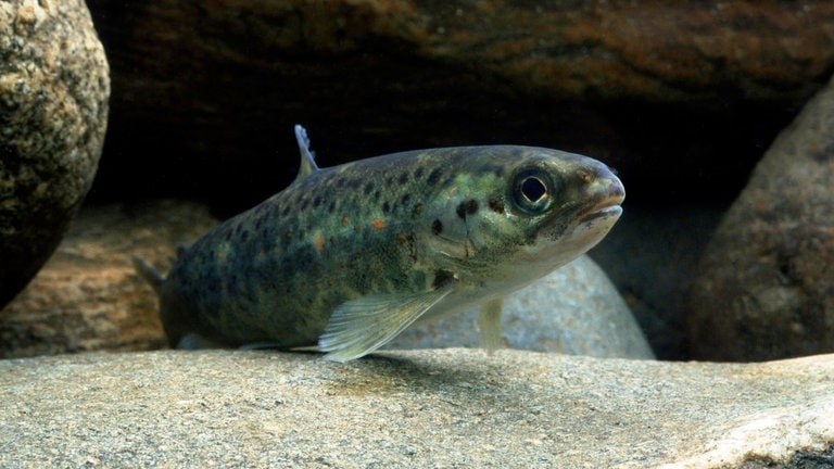 Die Tierdocs: Lachs springt ins Gesicht (Foto: picture-alliance / Reportdienste, Guillaumin)