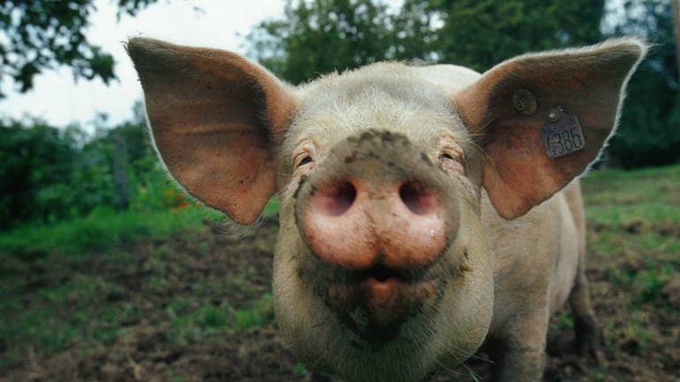 Die Tierdocs: Schwein klopft Sprüche (Foto: picture-alliance / Reportdienste, blickwinkel/R. Bala)