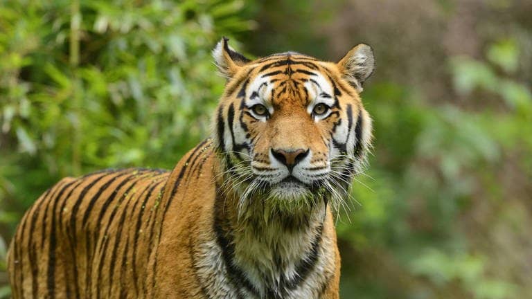 Die Tierdocs: Tiger mit Echo (Foto: picture-alliance / Reportdienste, David & Micha Sheldon)
