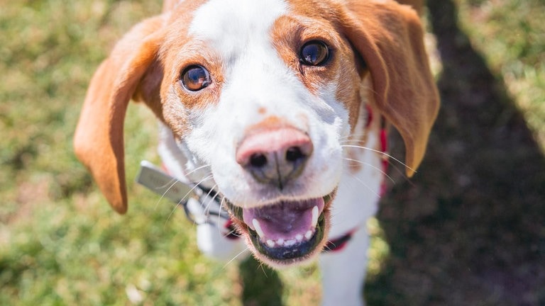 Die Tierdocs: Beagle frisst Spülschwämme (Foto: picture-alliance / Reportdienste, Valeria Venezia)