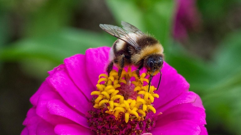 Die Tierdocs: Insekt redet Blödsinn (Foto: picture-alliance / Reportdienste, Ralf Hoppe)