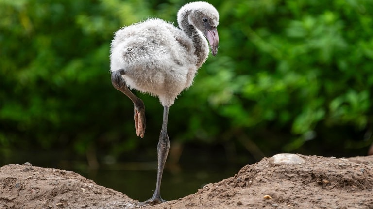 Die Tierdocs: Kleiner Flamingo