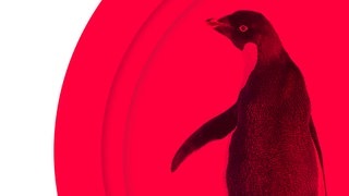 Adelie-Pinguin (Foto: Adobe Stock, Ruzdi) Adelie-Pinguin