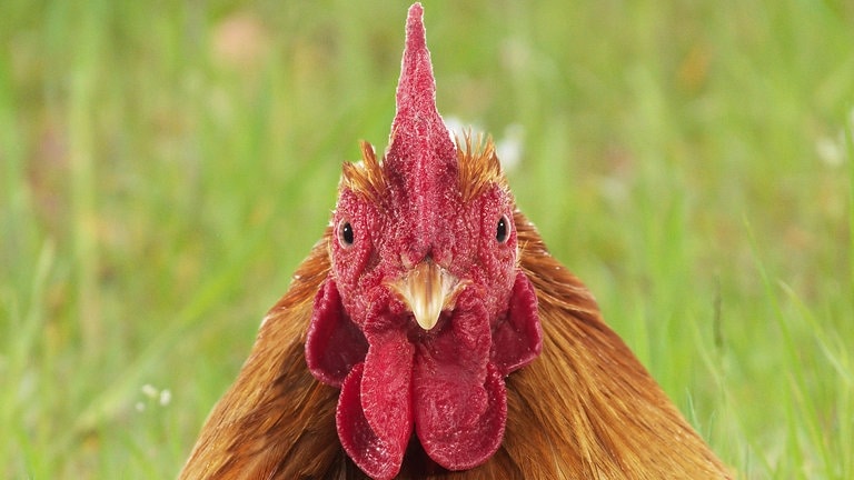 Die Tierdocs: Huhn legt nicht (Foto: picture-alliance / Reportdienste, Gerard LACZ)