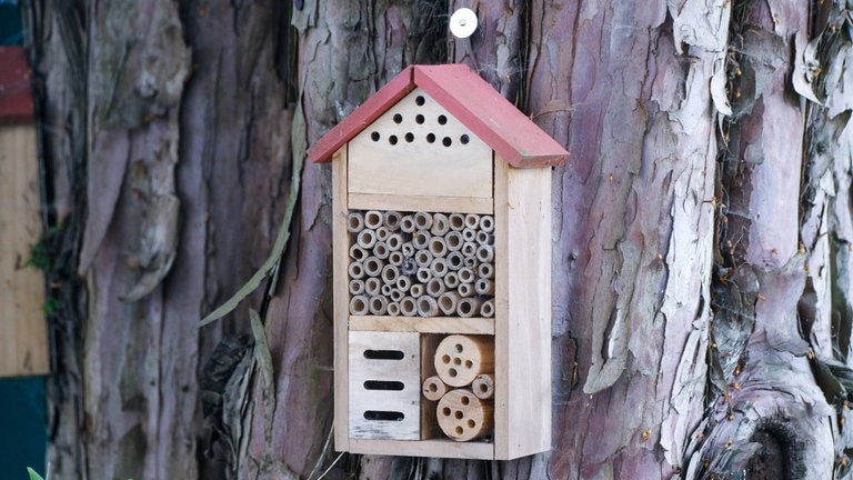 Buchung im Insektenhotel (Foto: IMAGO, IMAGO/Michael Gstettenbauer)