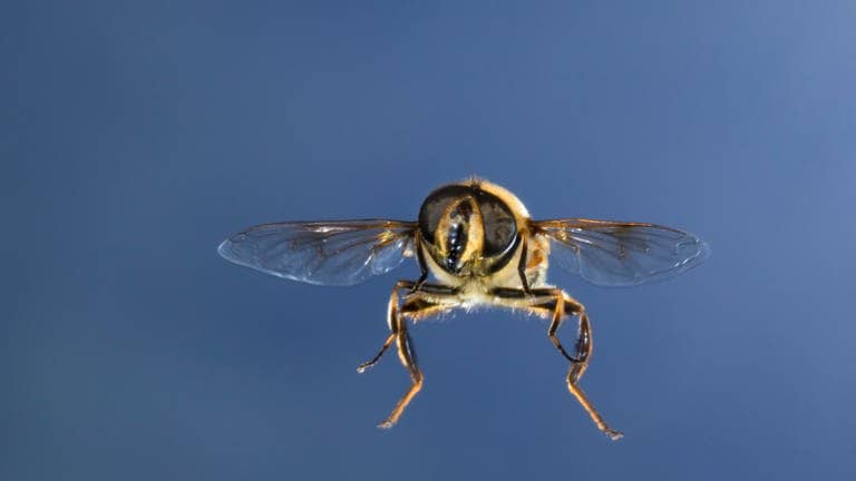 Die Tierdocs: Biene macht Fettflecken