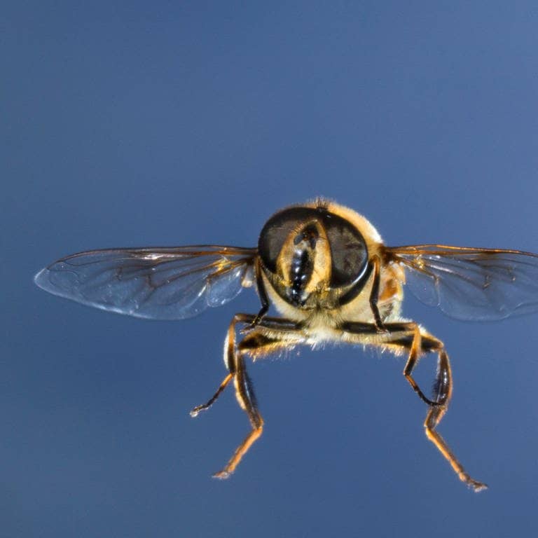 Die Tierdocs: Biene macht Fettflecken (Foto: picture-alliance / Reportdienste, F. Hecker)