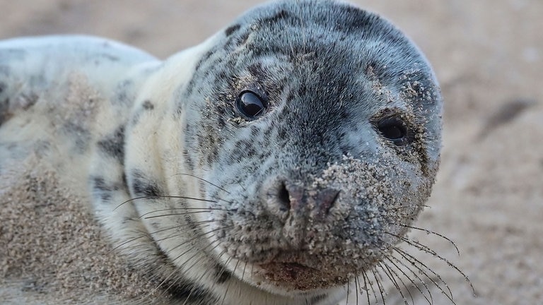 Die Tierdocs: Kegelrobbe (Foto: picture-alliance / Reportdienste, Patrick Pleul)