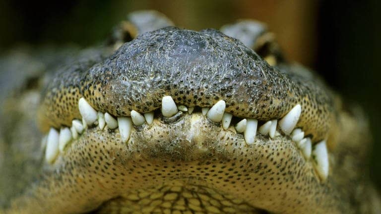 Die Tierdocs: Krokodil frisst zu viel (Foto: picture-alliance / Reportdienste, Werner&Kerstin Layer Naturfotografie Weltweit)