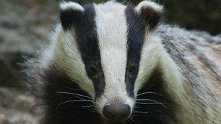 Die Tierdocs: Dachs geht ans Geld