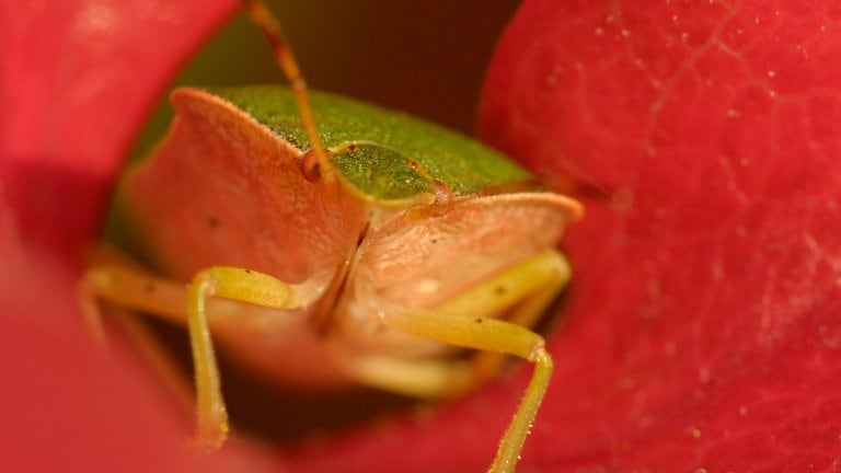 Die Tierdocs: Wanze (Foto: picture-alliance / Reportdienste, Weyers, L.)