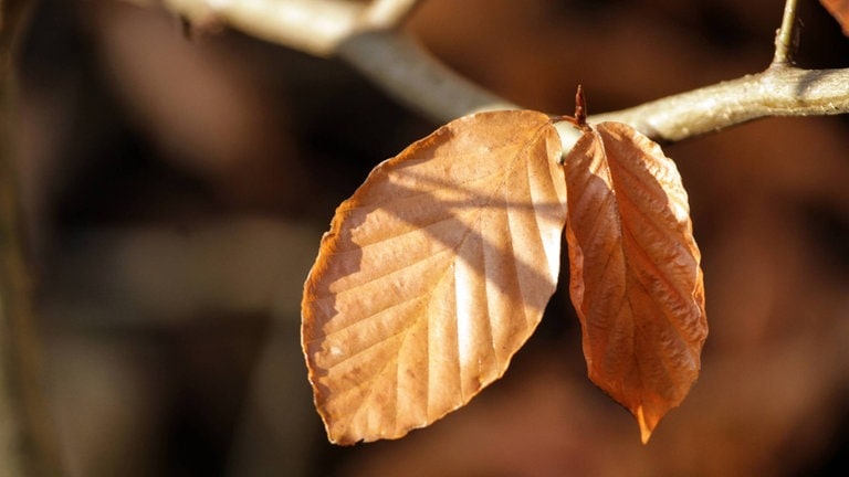 Herbstwitze zum Ablachen