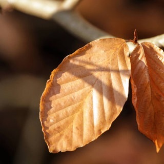 Herbstwitze zum Ablachen