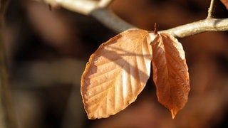 Herbstwitze zum Ablachen: Umhängetasche