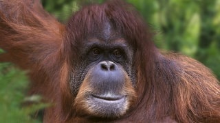 Die Tierdocs: Orang Utan riecht komisch (Foto: picture-alliance / Reportdienste, Petra Wegner) Die Tierdocs: Orang Utan riecht komisch