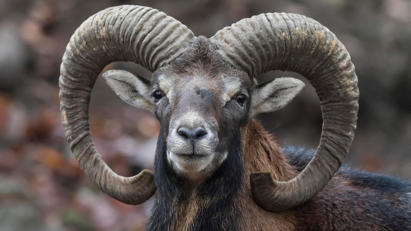 Die Tierdocs: Widder streitet sich