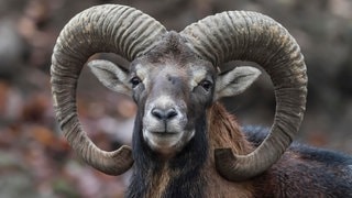 Die Tierdocs: Widder streitet sich (Foto: picture-alliance / Reportdienste, Winfried Schäfer) Die Tierdocs: Widder streitet sich