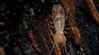 Die Tierdocs: Termite frisst Holzmöbel (Foto: picture-alliance / Reportdienste, B. Borrell Casals/FLPA) Die Tierdocs: Termite frisst Holzmöbel