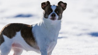 Die Tierdocs: Hund ist verrückt nach Wintersport (Foto: picture-alliance / Reportdienste, Lilly) Die Tierdocs: Hund ist verrückt nach Wintersport