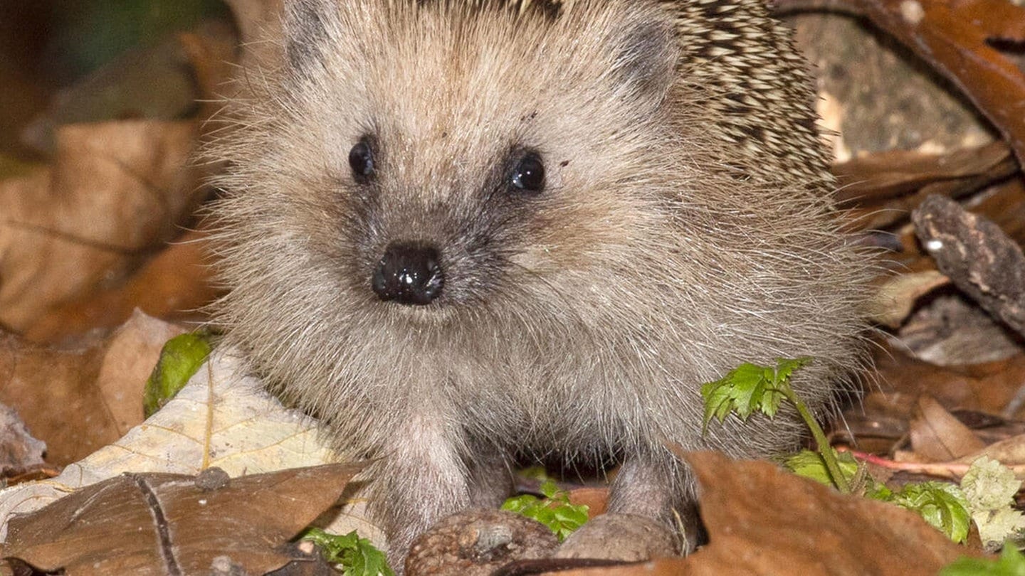 Die Tierdocs: Igel mit Fleeschknepp