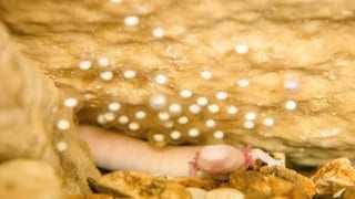 Die Tierdocs: Schwanzlurch singt falsch