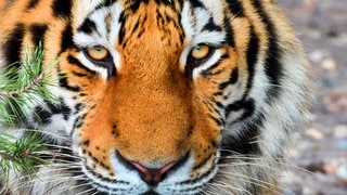Die Tierdocs: Tiger mit neuen Brillen (Foto: picture-alliance / Reportdienste, H. Baesemann) Die Tierdocs: Tiger mit neuen Brillen