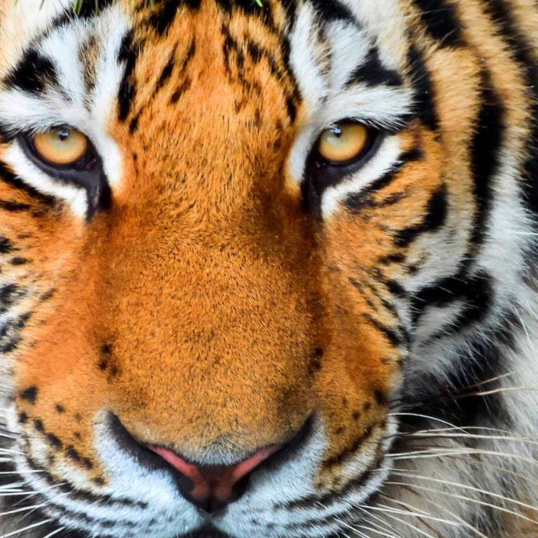 Die Tierdocs: Tiger mit neuen Brillen (Foto: picture-alliance / Reportdienste, H. Baesemann)