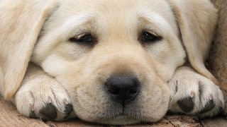 Die Tierdocs: Labrador zaubert (Foto: picture-alliance / Reportdienste, Lacz Gerard) Die Tierdocs: Labrador zaubert