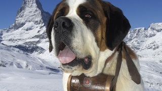 Die Tierdocs: Bernhardiner trinkt Alkohol (Foto: IMAGO, imago stock&people) Die Tierdocs: Bernhardiner trinkt Alkohol