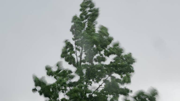 O Tannenbaum, wo sind deine Blätter (Foto: picture-alliance / Reportdienste, Friso Gentsch)