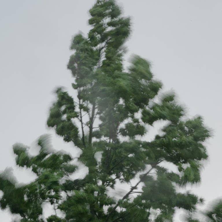 O Tannenbaum, wo sind deine Blätter (Foto: picture-alliance / Reportdienste, Friso Gentsch)
