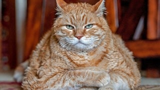 Die Tierdocs: Dicker Kater
