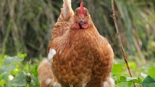 Die Tierdocs: Huhn hat dicken Bauch (Foto: picture-alliance / Reportdienste, F8-DASBILD) Die Tierdocs: Huhn hat dicken Bauch