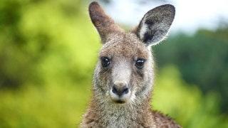 Die Tierdocs: Känguru lässts krachen