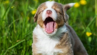 Die Tierdocs: Kleiner Hund lässt alles wackeln