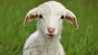 Die Tierdocs: Lamm rennt schnell