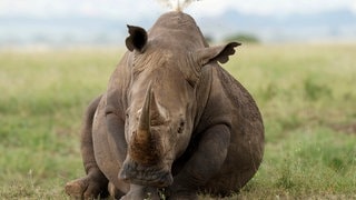 Nashorn