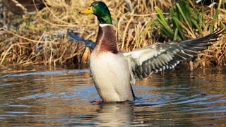 Ente