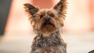 Die Tierdocs: Terrier bellt große Hunde an